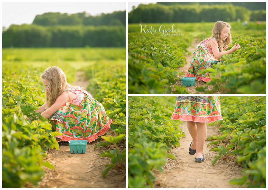 little girl picking strawberries
